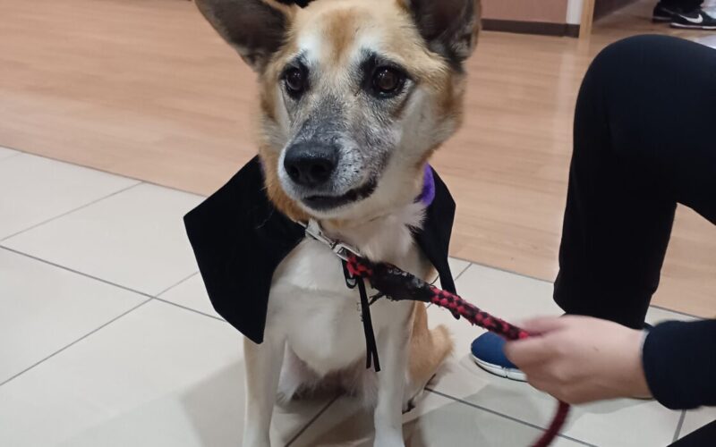 <br />
<b>Notice</b>:  Undefined variable: alt in <b>/home/eizankai/soseien.jp/public_html/wpadm/wp-content/themes/soseien/module_main_img.php</b> on line <b>9</b><br />
